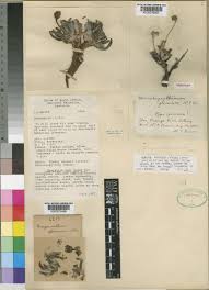 Image result for Hereroa glenensis