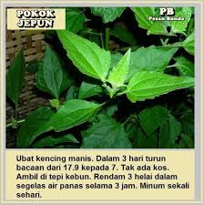 Ubat cara kampung untuk sakit jantung. Ubat Kencing Manis Dan Diabetes Paling Mujarab Borneomail