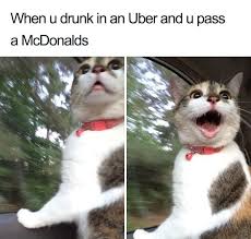 Animals Using Uber Memes Funny Animal Memes Animal Memes Funny Cat Memes