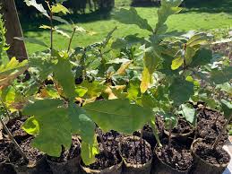 Image result for oak sapling
