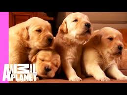 Elsa is a fully kc registered golden retriever. Growing Up Golden Golden Retriever Puppies Too Cute Youtube