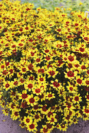 Image result for Argocoffeopsis