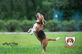 Amazon.com books has the world's largest selection of new and used titles to suit any reader's tastes. Candy Kennel Beagles
