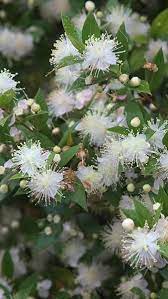 Myrtus Communis Or Common Myrtle For Sale Online Soil Texture Evergreen Flowering Shrubs Shrubs