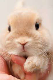 Cute Bunny Cute Baby Bunnies Cute Baby Animals Cute Bunny