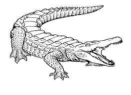 Un Coccodrillo Di Grandi Dimensioni Disegno Da Colorare Disegni Da