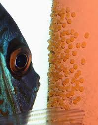 Old Pic Of Discus Fish With Eggs Discus Fish Tropical Freshwater Fish Fish