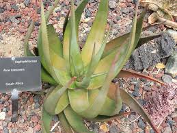 Image result for Aloe lutescens