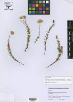 Image result for Hypericophyllum compositarum