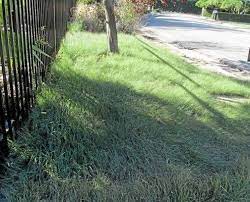 Consider Low Water Grasses For Gardens Water Grass Lawn Alternatives Low Water
