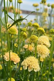 Image result for Scabiosa