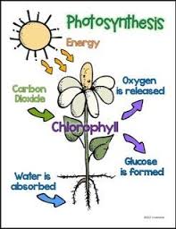 Free Science Lesson Plant Life Cycle Anchor Charts Freebie Plant Life Cycle Science Lessons Free Science Lesson
