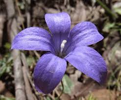 Image result for Wahlenbergia pulchella