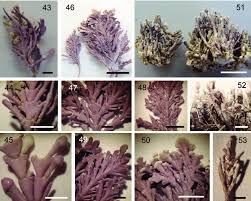 Image result for Microcoelia corallina