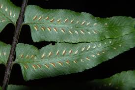 Image result for Asplenium elliottii
