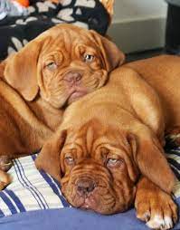 Dogue De Bordeaux Tumblr Mastiffs Mastiff Puppies Bordeaux Dog
