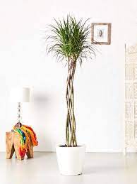 10 Huge Houseplants That Make A Statement Large Indoor Plants Plants Dracaena Plant
