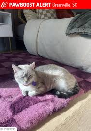 Anakin's Trails -LOST AND FOUND PETS