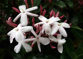 Maybe you would like to learn more about one of these? Chinese Jasmine Plant Care Jasminum Polyanthum