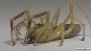 Though their name suggests, they are not true spiders. Aaah The Dreaded Camel Spider Youtube