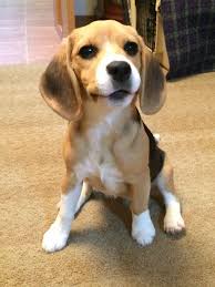 Full Grown Black And Brown Beagle More About The Merry Beagle Dog Size Beagledaily Beaglesrock Beaglesdog Beagle Puppy Beagle Dog Cute Beagles