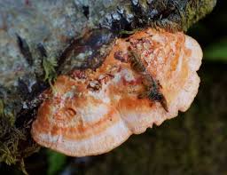 Image result for Pycnobotrya