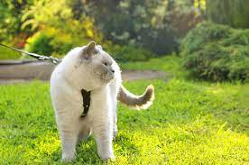 How to create a cat-friendly garden – Adventure Cats
