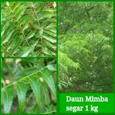 Maybe you would like to learn more about one of these? Daun Mimba Daun Neem Segar 1 Kg Shopee Indonesia