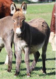 We did not find results for: 27 Cute Miniature Donkey Facts Photos History Size Cost Pets Storyteller Travel