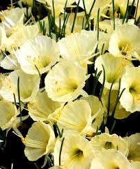 Narcissus Romieuxii Julia Jane Species Miniatures Narcissi Flower Bulb Index Narcissus Bulb Flowers Narcissus Flower