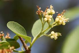 Image result for Cordia sinensis