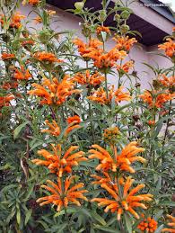 Image result for Leonotis decadonta