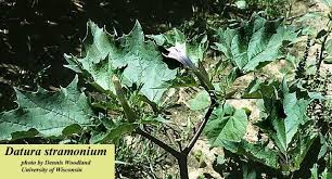 Image result for Datura stramonium