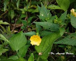 Image result for Sida serratifolia