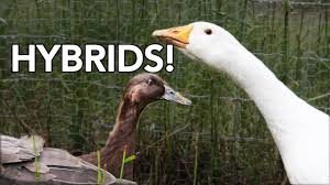 They will defend your land, your gold, your dignity. All About Duck Goose Hybrids Can A Duck Or A Goose Make A Guck Or A Doose Youtube