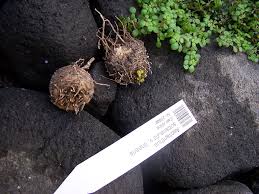 Image result for Aeollanthus subacaulis