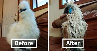 A low fence will keep them in. One Day This Owner Couldn T Find His Silkie Chicken So He Went To Investigate Bored Panda