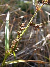 Image result for Scleria racemosa
