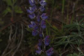 Image result for Lupinus mexicanus
