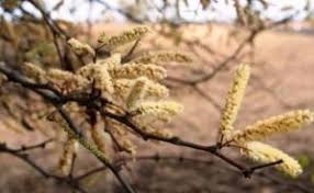 Image result for Vernonia longipedunculata