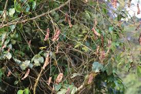 Image result for Acacia montigena