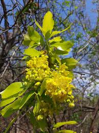 Image result for Ochna pulchra