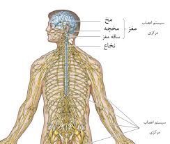 نتیجه تصویری برای سیستم عصبی بدن