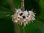 Image result for Tricalysia acocantheroides