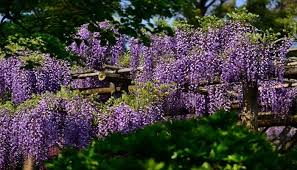 Apr 03, 2008 · shade plants that deer seldom eat. Protecting Vines From Deer Garden Pest Defender