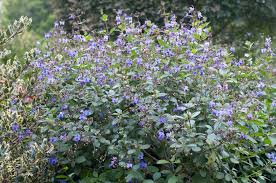 Image result for Rotheca myricoides