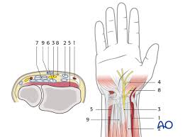 The fcr tendon is one of two tendons that bend the wrist. Anatomy Of The Distal Forearm