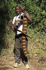 Image result for Entada arenaria