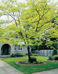 Image result for Gleditsia triacanthos