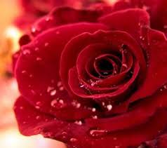 Rose Flowers Dp For Whatsapp Free Download Fresh Flowers Dp Beautiful Flowers Pictures Flower Gift Ideas Dp is nothing but display picture and there are many types of dp like whatsapp dp, insta dp, and different types of dps like stylish dp, attitude dp, and more. rose flowers dp for whatsapp free